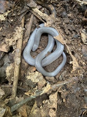 Carphophis amoenus