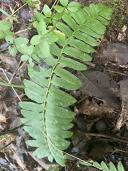 Polystichum acrostichoides