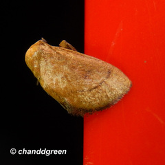 Spatulifimbria castaneiceps