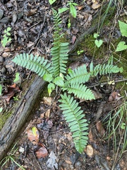 Polystichum acrostichoides