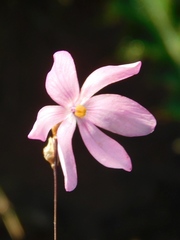 Ixia micrandra