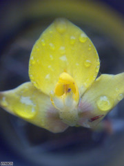 Disa tenuifolia