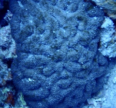 Lobophyllia erythraea