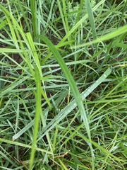 Cladium