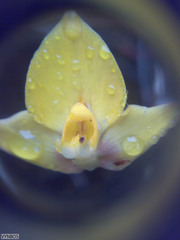 Disa tenuifolia