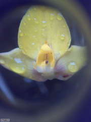 Disa tenuifolia