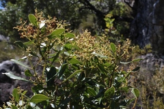 Olea capensis capensis