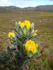 Xiphotheca fruticosa