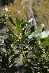 Olea capensis capensis