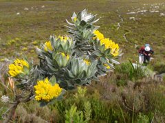 Xiphotheca fruticosa