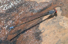 Pseudagrion sublacteum sublacteum