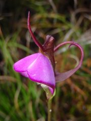 Disperis capensis capensis