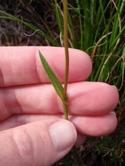 Disperis capensis capensis