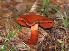 Cortinarius purpureus