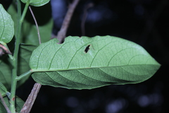 Passiflora spicata