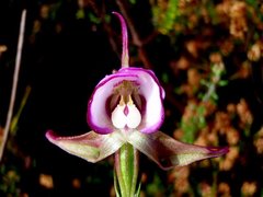 Disperis capensis capensis