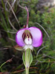 Disperis capensis capensis
