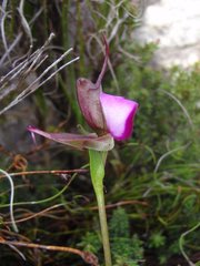 Disperis capensis capensis