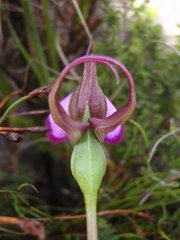 Disperis capensis capensis