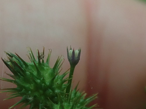Image of Sanicula trifoliata by no rights reserved