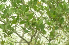 Sonneratia caseolaris