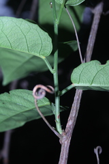 Passiflora spicata