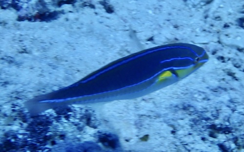 Bluelined wrasse (Stethojulis albovittata) — Labridae — 5