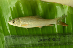 Labeoninae