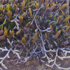 Selaginella dregei