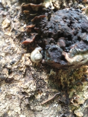 Gastrodontidae