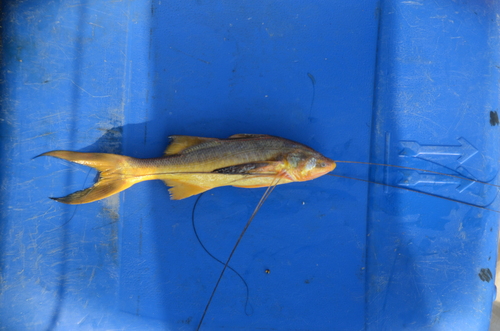 Bamin (Polynemus paradiseus) — Polynemidae — 5