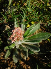 Echiostachys ecklonianus