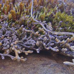 Selaginella dregei