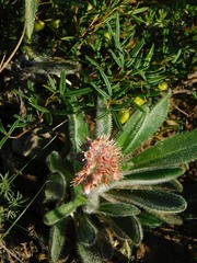 Echiostachys ecklonianus