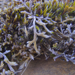 Selaginella dregei
