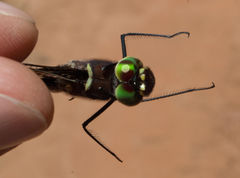 Phyllomacromia contumax