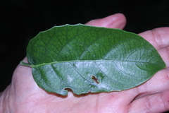 Passiflora spicata