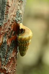 Cerithidea obtusa