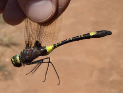 Phyllomacromia contumax