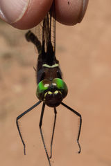 Phyllomacromia contumax