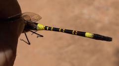 Phyllomacromia contumax