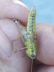 Melanoplus digitifer