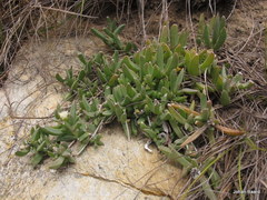 Delosperma patersoniae