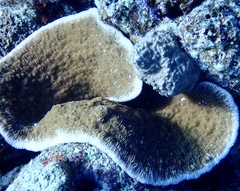 Podabacia sinai