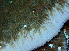 Podabacia sinai