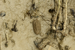 Onchidium