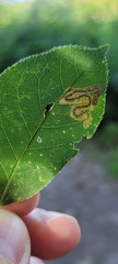 Stigmella slingerlandella