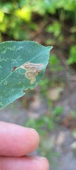 Stigmella slingerlandella
