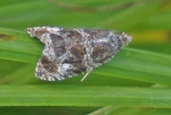 Olethreutes valdanum
