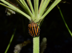 Graphosoma rubrolineatum